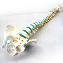 SPINE04 (12375) Medizinische Wissenschaft Life Size 29 &quot;Tall Medizinische Skeleton Modelle Blaue Wirbelsäule mit Becken